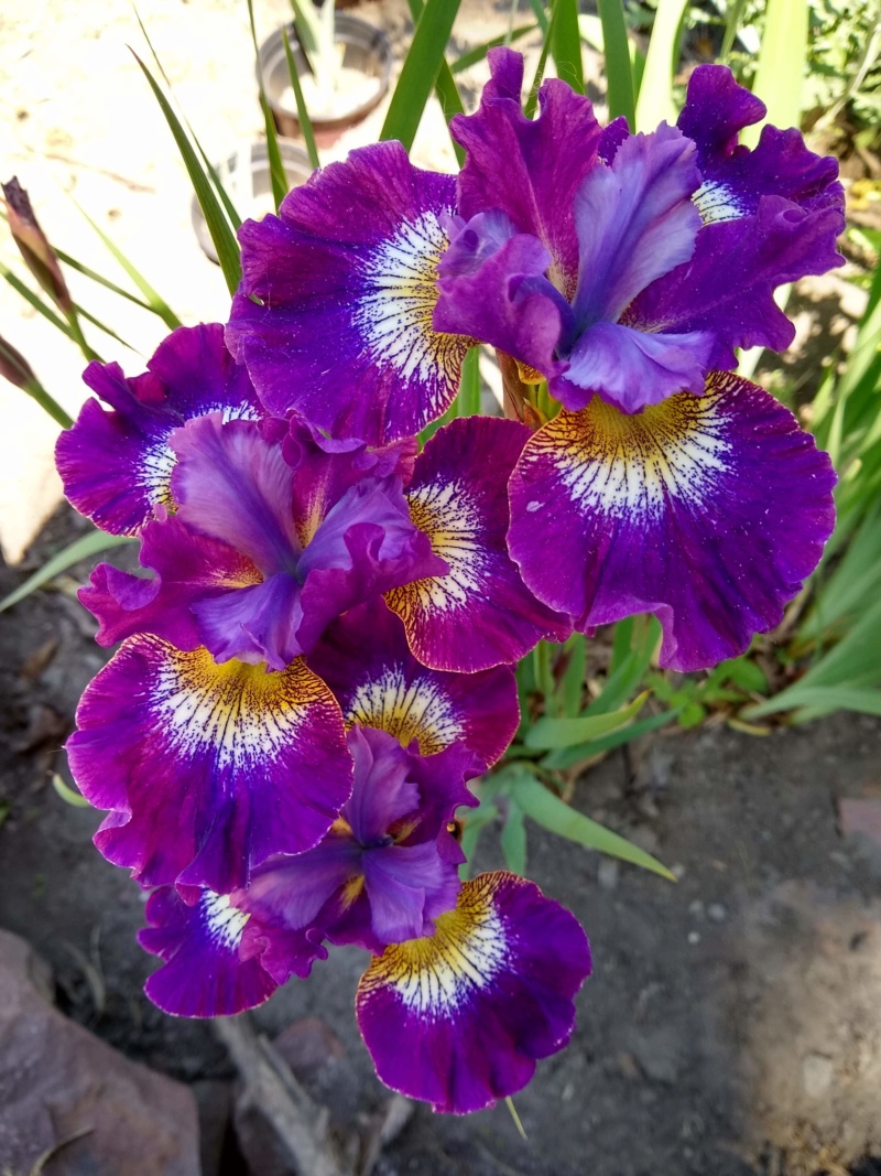 Iris de Sib&eacute;rie, Iris sibirica 'Contrast in Styles'