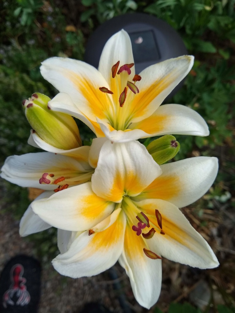Lys, Asiatique, Lilium ×asiatique 'Tinos'