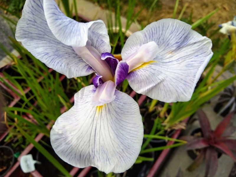 Iris kaempferi Iris ensata Fortune