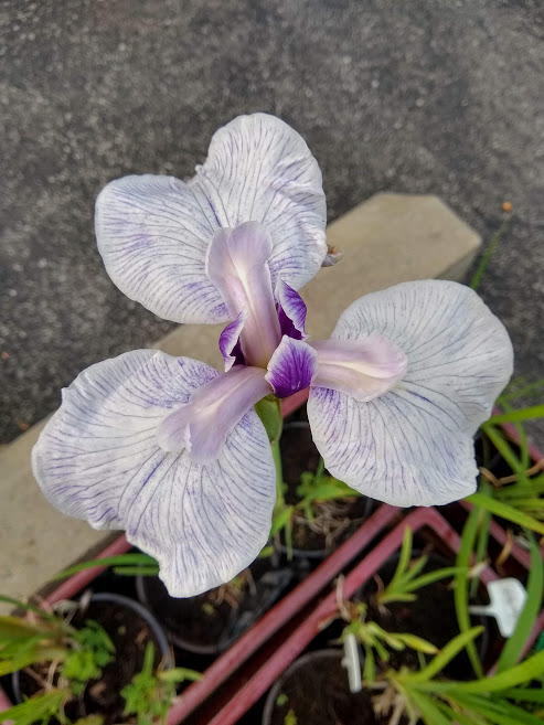 Iris kaempferi Iris ensata Fortune