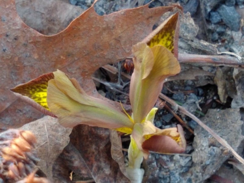 Iris reticulata 'Mars Landing'