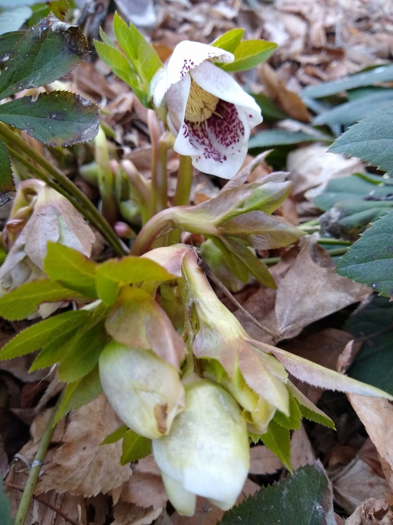 Hellébore Série Spring Promise Helleborus ×hybridus SP SP Conny