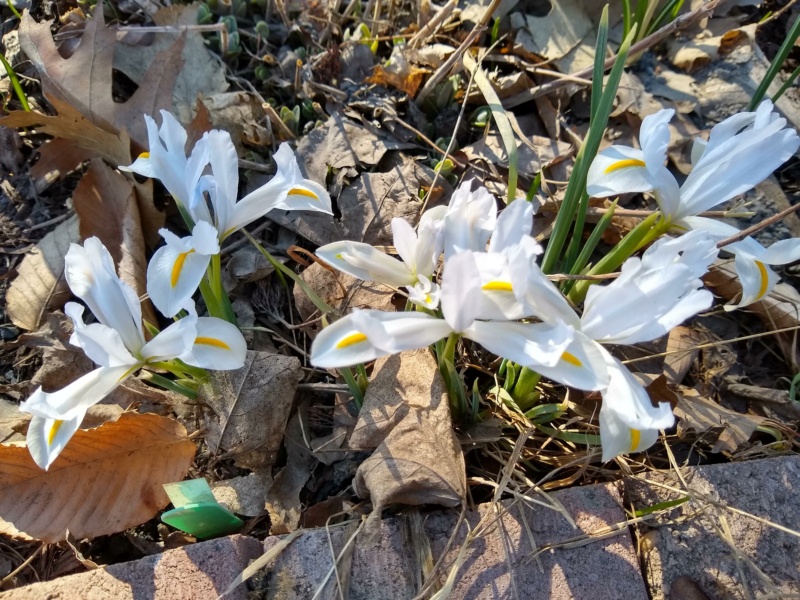 Iris reticulata 'White Caucasius'