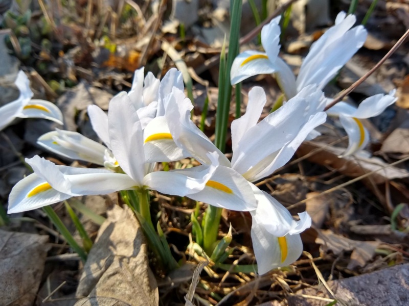 Iris reticulata 'White Caucasius'