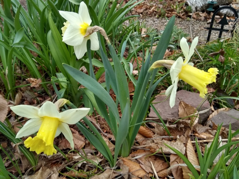 Narcisse, Narcissus 'Mount Hood'