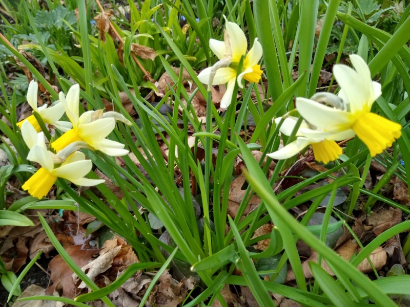 Narcisse Narcissus ×cyclamineus Jack Snipe
