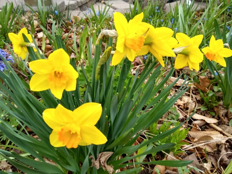 Narcisse Narcissus Suada