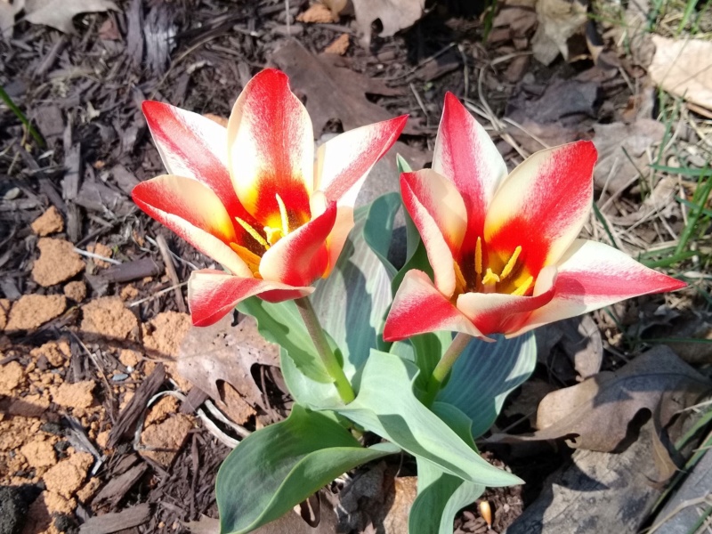 Tulipe, tulipes Tulipe nénuphar Tulipa kaufmanniana Ancilla