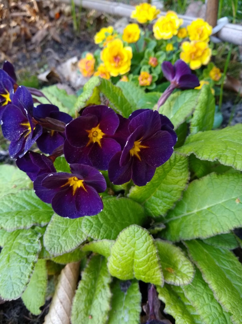 Primev&egrave;re, primulas, Primev&egrave;re polyanthus, polyantha, Primula ×polyantha 'Violet Victorians'