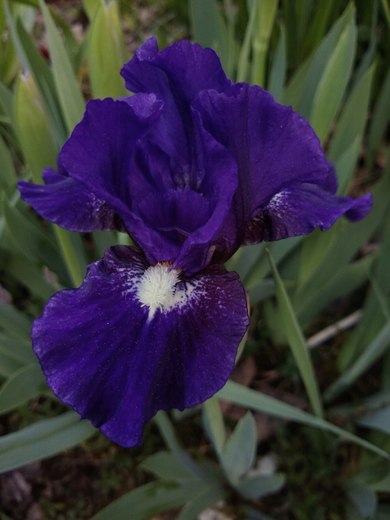 Iris d&rsquo;Allemagne, Iris barbu, Iris germanica 'Urban Myth'