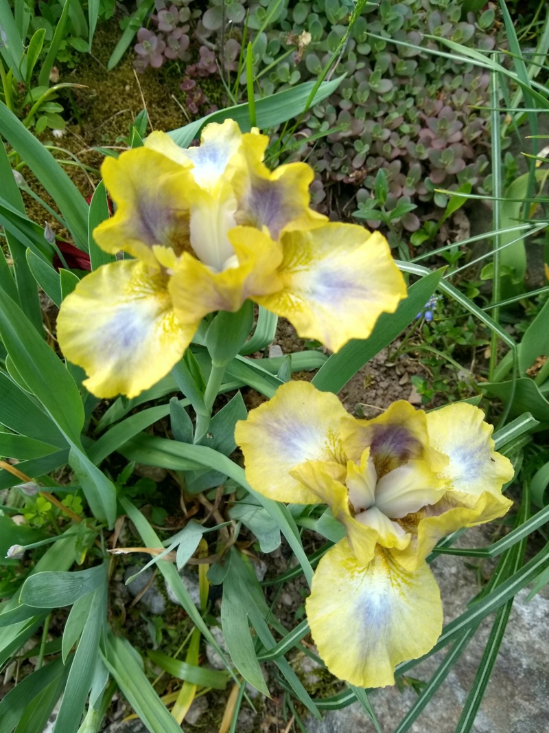 Iris d&rsquo;Allemagne, Iris barbu, Iris germanica 'Spock'
