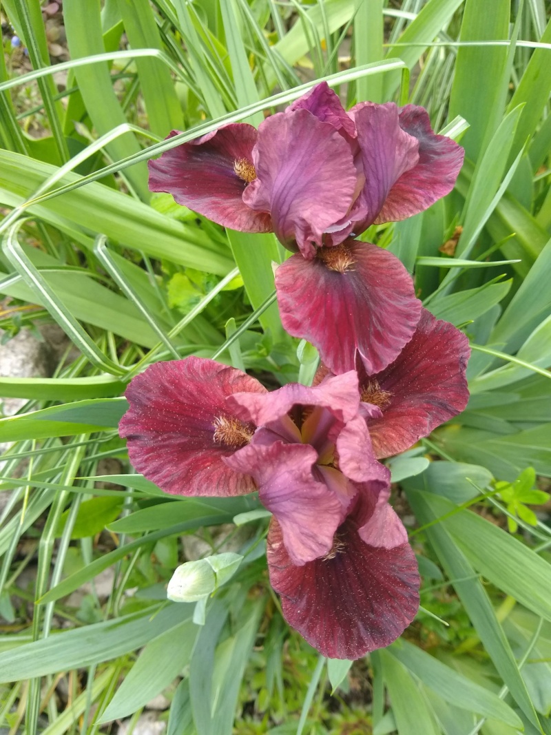 Iris d&rsquo;Allemagne, Iris barbu, Iris germanica 'Lady in Red'