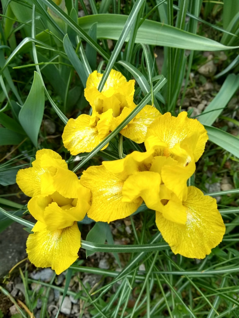 Iris d&rsquo;Allemagne, Iris barbu, Iris germanica 'Sulu ST'