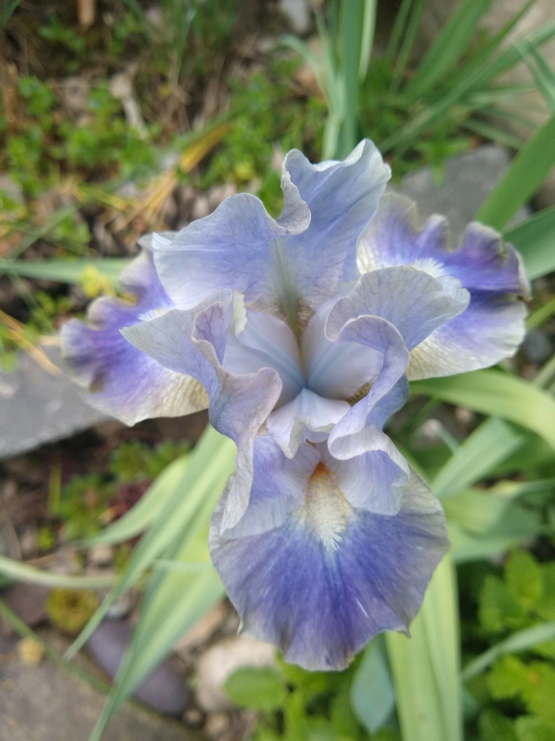 Iris d'Allemagne, Iris barbu Iris germanica In the Zone