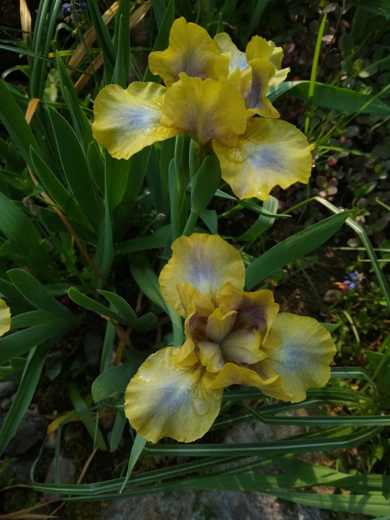 Iris d&rsquo;Allemagne, Iris barbu, Iris germanica 'Spock'