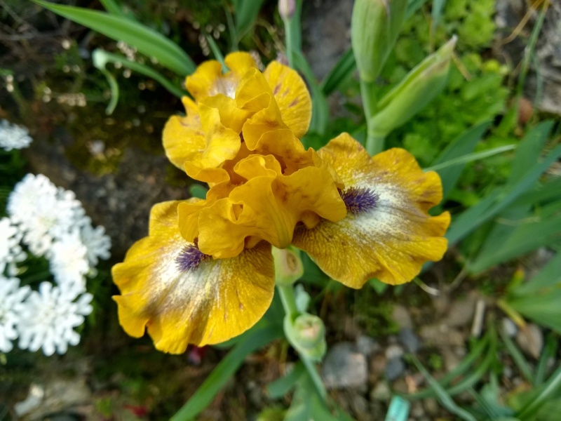 Iris d'Allemagne, Iris barbu Iris germanica Ninja Turtles