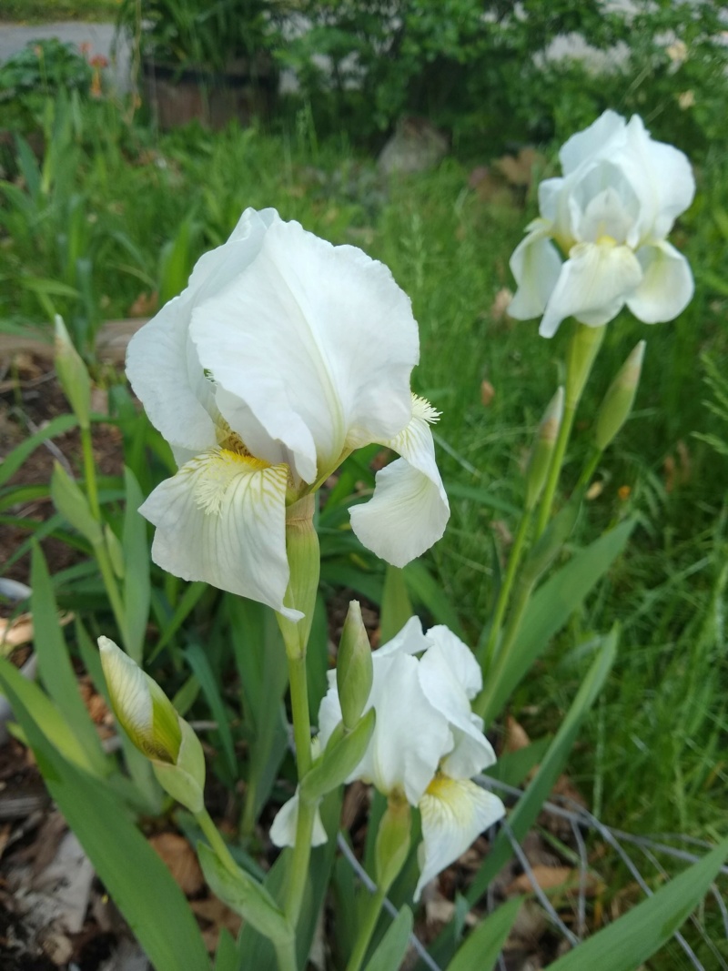 Iris florentina 