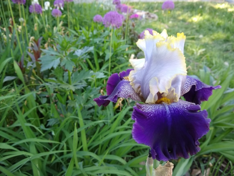 Iris d'Allemagne, Iris barbu Iris germanica Slovak Prince