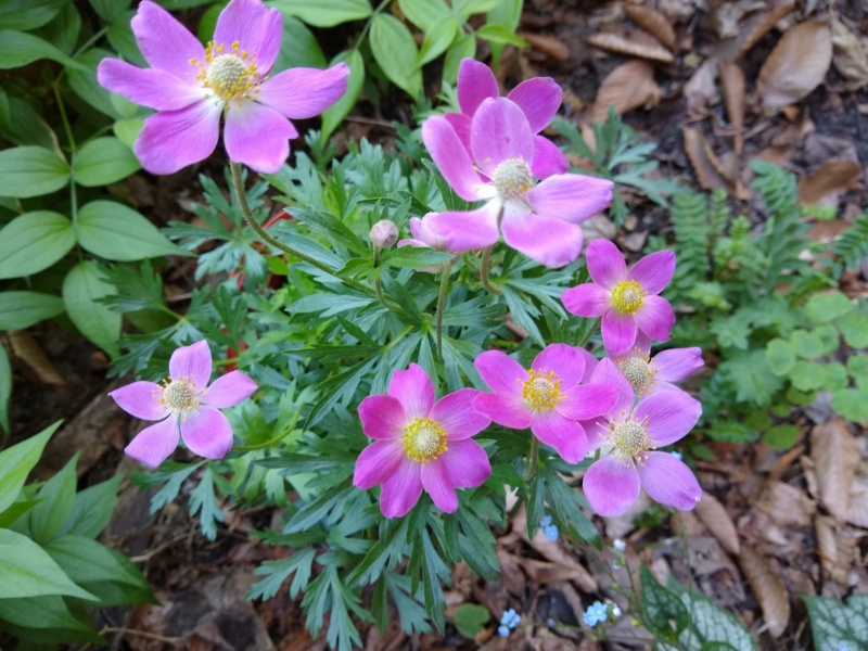 An&eacute;mone, Anemone ×hybride 'Spring Beauty Pink'