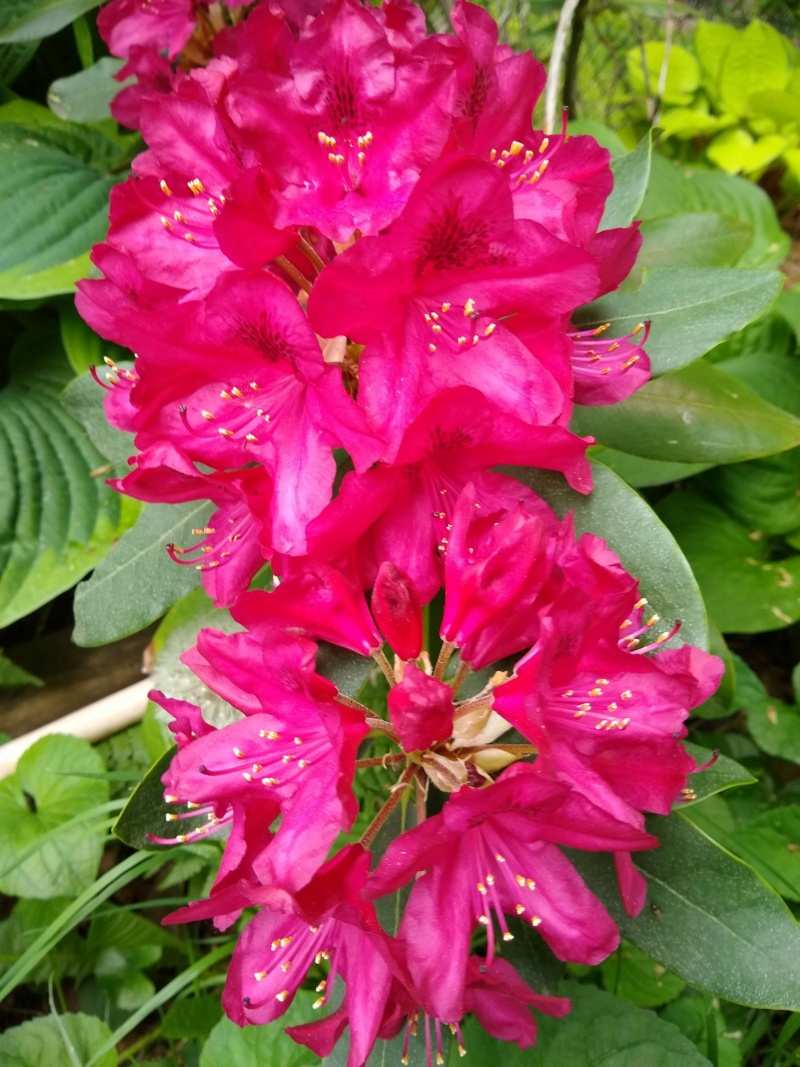Rhododendron Nova Zembia