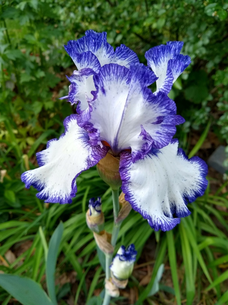 Iris d'Allemagne, Iris barbu Iris germanica Rare Treat