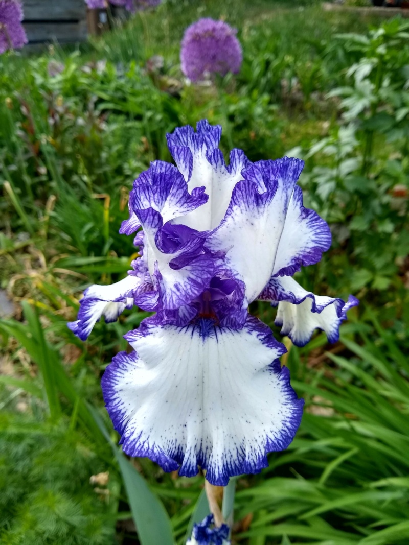 Iris d&rsquo;Allemagne, Iris barbu, Iris germanica 'Rare Treat'