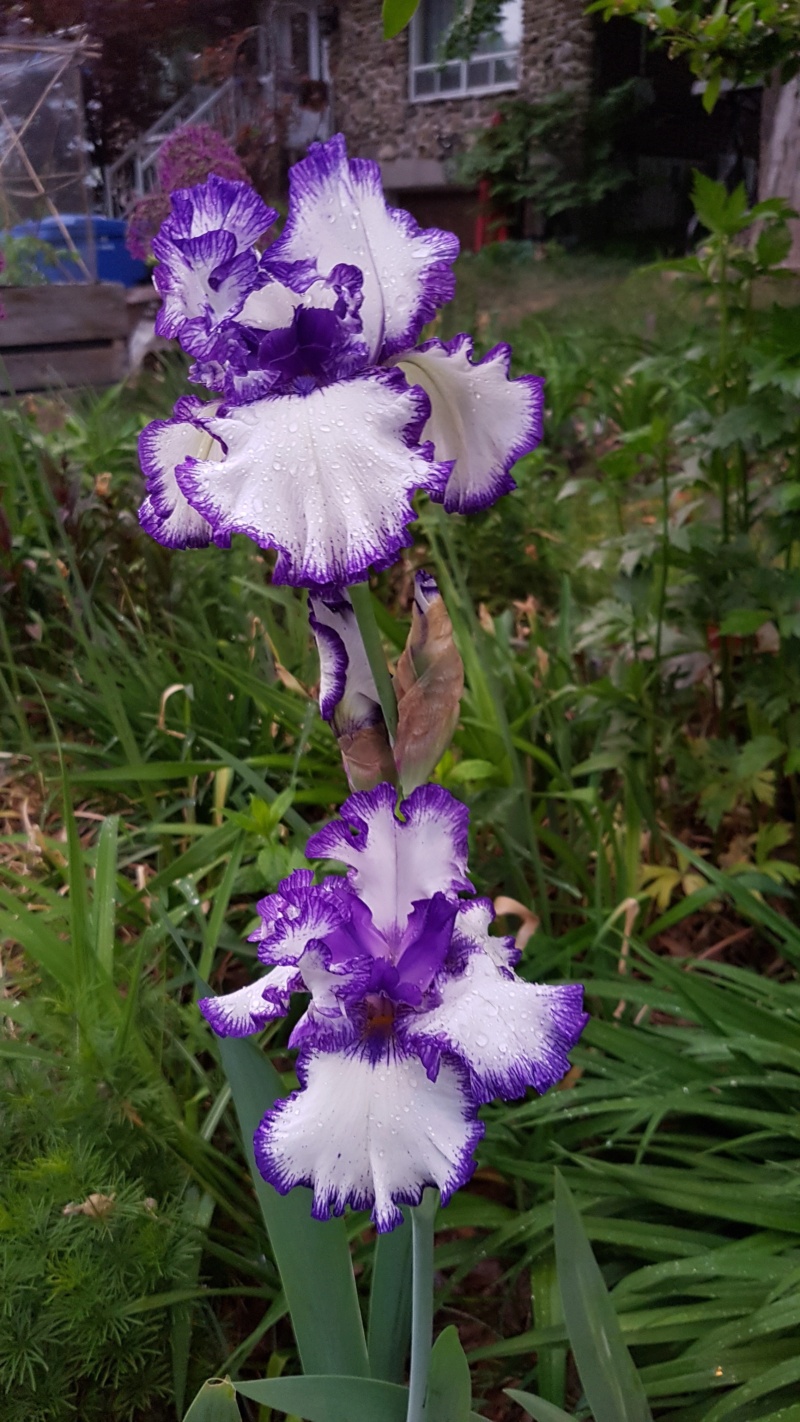 Iris d'Allemagne, Iris barbu Iris germanica Rare Treat
