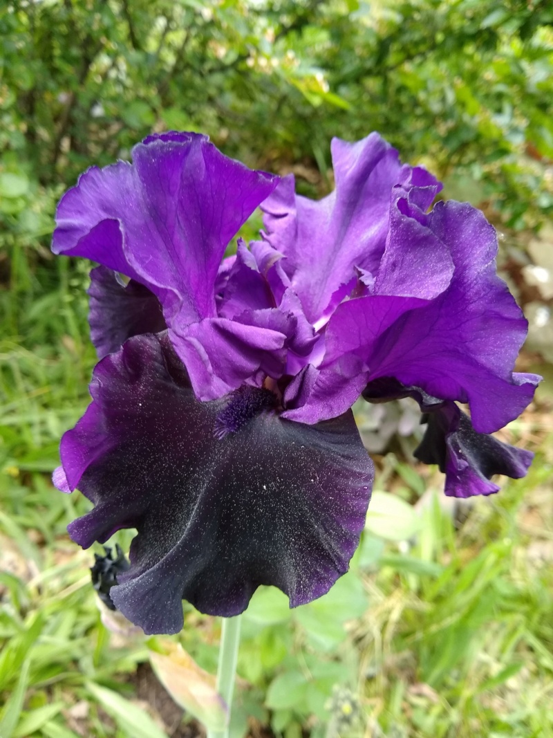 Iris d'Allemagne, Iris barbu Iris germanica Midnight Treat