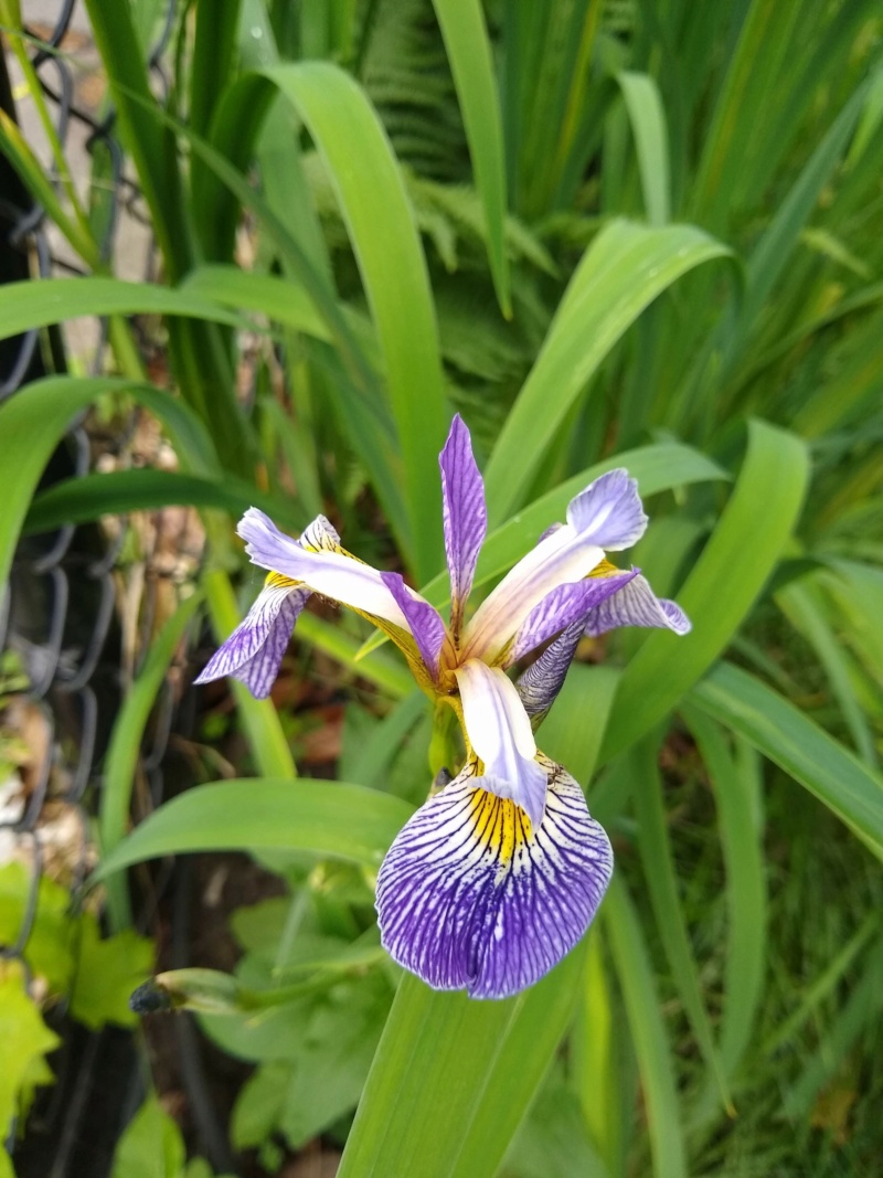 Clajeux, Iris versicolor 'Gerald Darby'