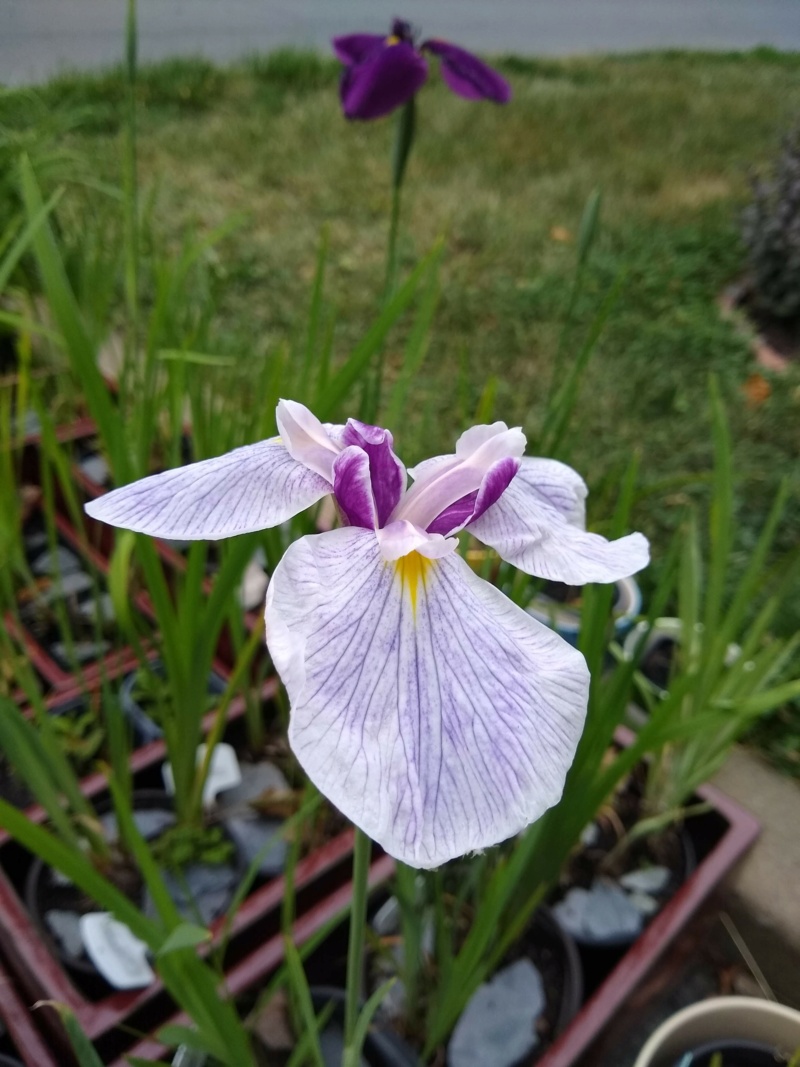 Iris kaempferi, Iris ensata 'Fortune'