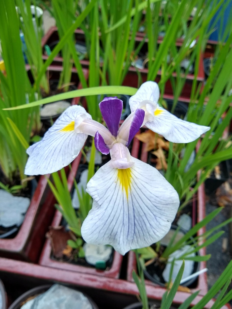Iris kaempferi Iris ensata Queens Tiara