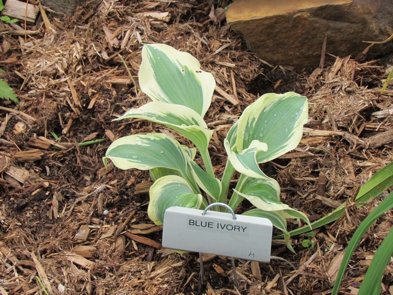 Hosta ×hybrida 'Blue Ivory 2013'