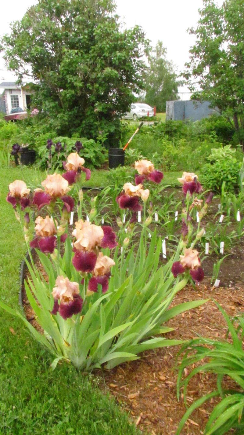 Iris d&rsquo;Allemagne, Iris barbu, Iris germanica 'Pr&eacute;lude des anges'