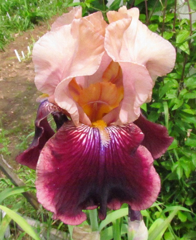 Iris d'Allemagne, Iris barbu Iris germanica Prélude des anges