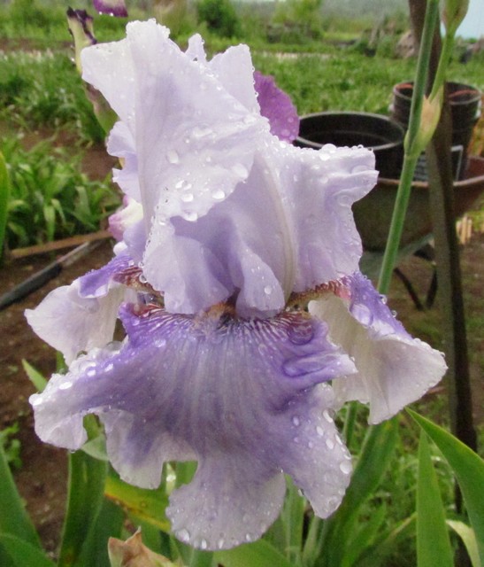 Iris d&rsquo;Allemagne, Iris barbu, Iris germanica 'Passion des Anges'