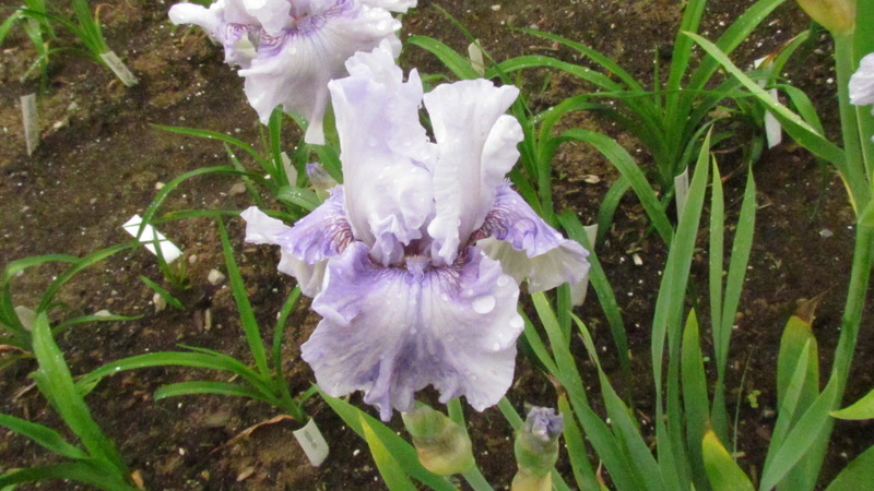 Iris d'Allemagne, Iris barbu Iris germanica Passion des Anges