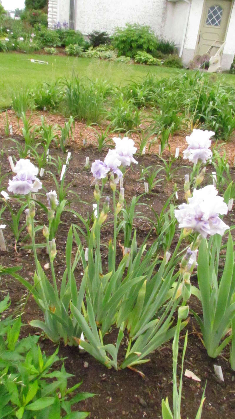 Iris d&rsquo;Allemagne, Iris barbu, Iris germanica 'Passion des Anges'