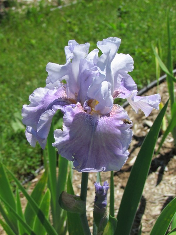 Iris d&rsquo;Allemagne, Iris barbu, Iris germanica 'Ballerine des Anges'