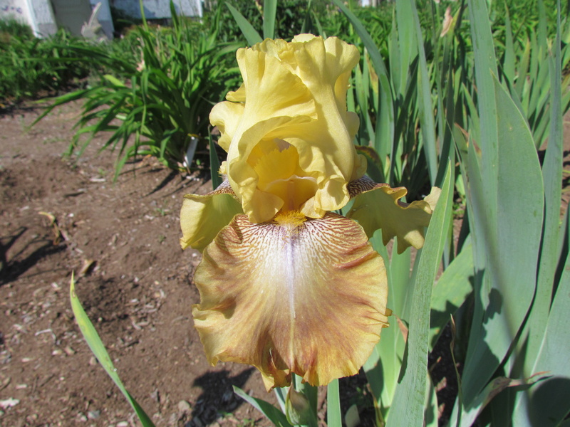 Iris d'Allemagne, Iris barbu Iris germanica Moutarde au miel
