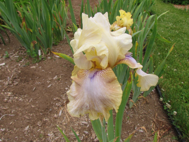 Iris d&rsquo;Allemagne, Iris barbu, Iris germanica 'Arc en ciel des Anges'
