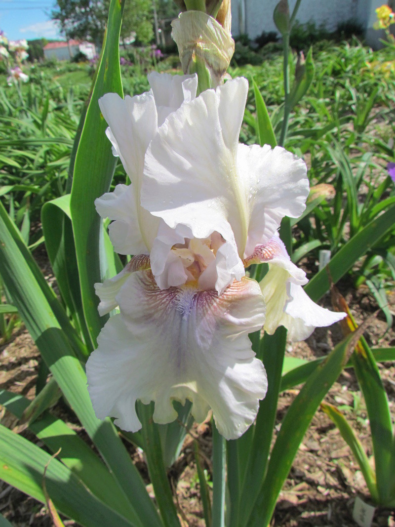 Iris d'Allemagne, Iris barbu Iris germanica Pureté des Anges