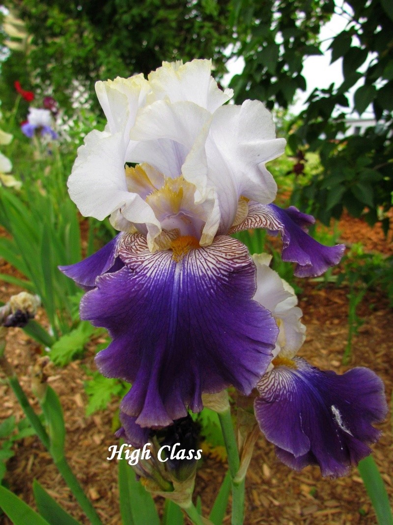 Iris d&rsquo;Allemagne, Iris barbu, Iris germanica 'High Class'