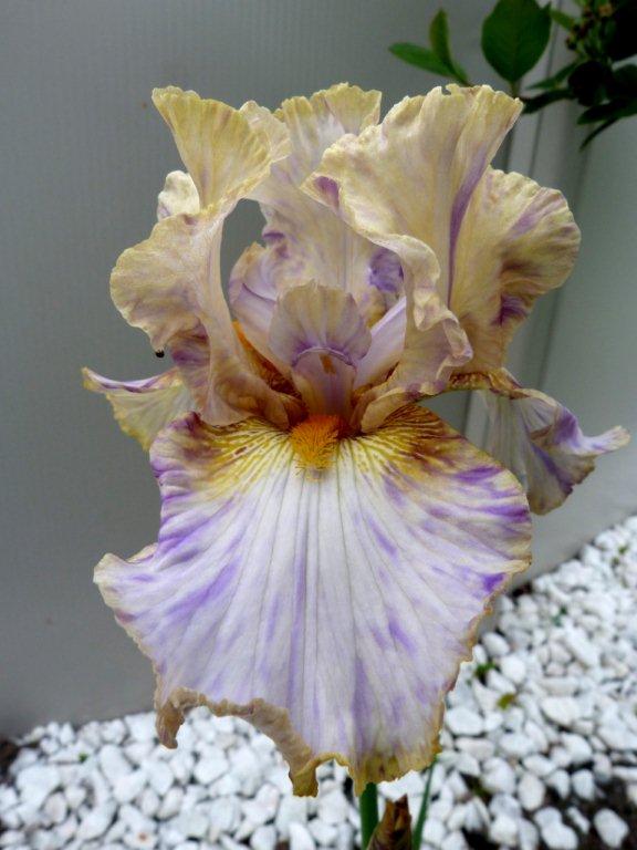 Iris d'Allemagne, Iris barbu Iris germanica Holy Kosmoly