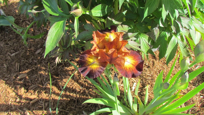 Iris d'Allemagne, Iris barbu Iris germanica Hot Spice