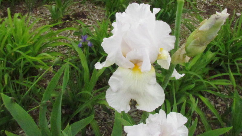 Iris d&rsquo;Allemagne, Iris barbu, Iris germanica 'Imortalily'