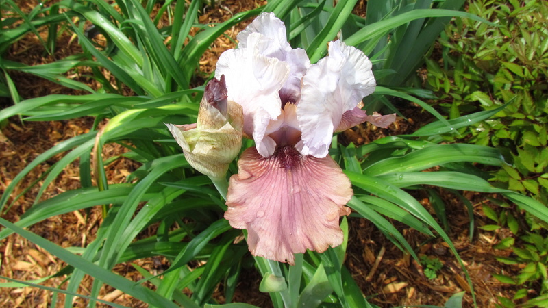 Iris d'Allemagne, Iris barbu Iris germanica Imprimis