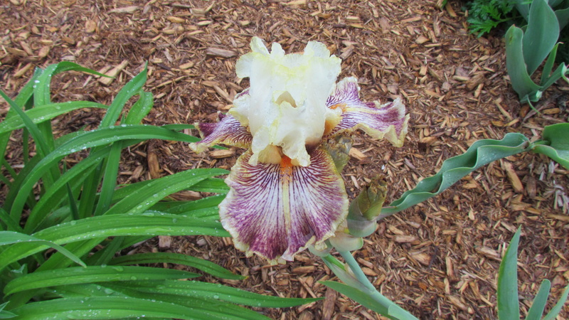 Iris d'Allemagne, Iris barbu Iris germanica Insaniac
