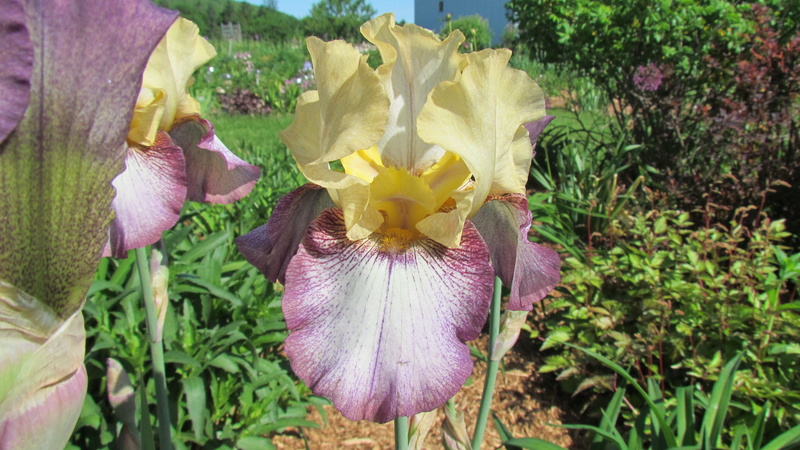Iris d&rsquo;Allemagne, Iris barbu, Iris germanica 'Istambul'