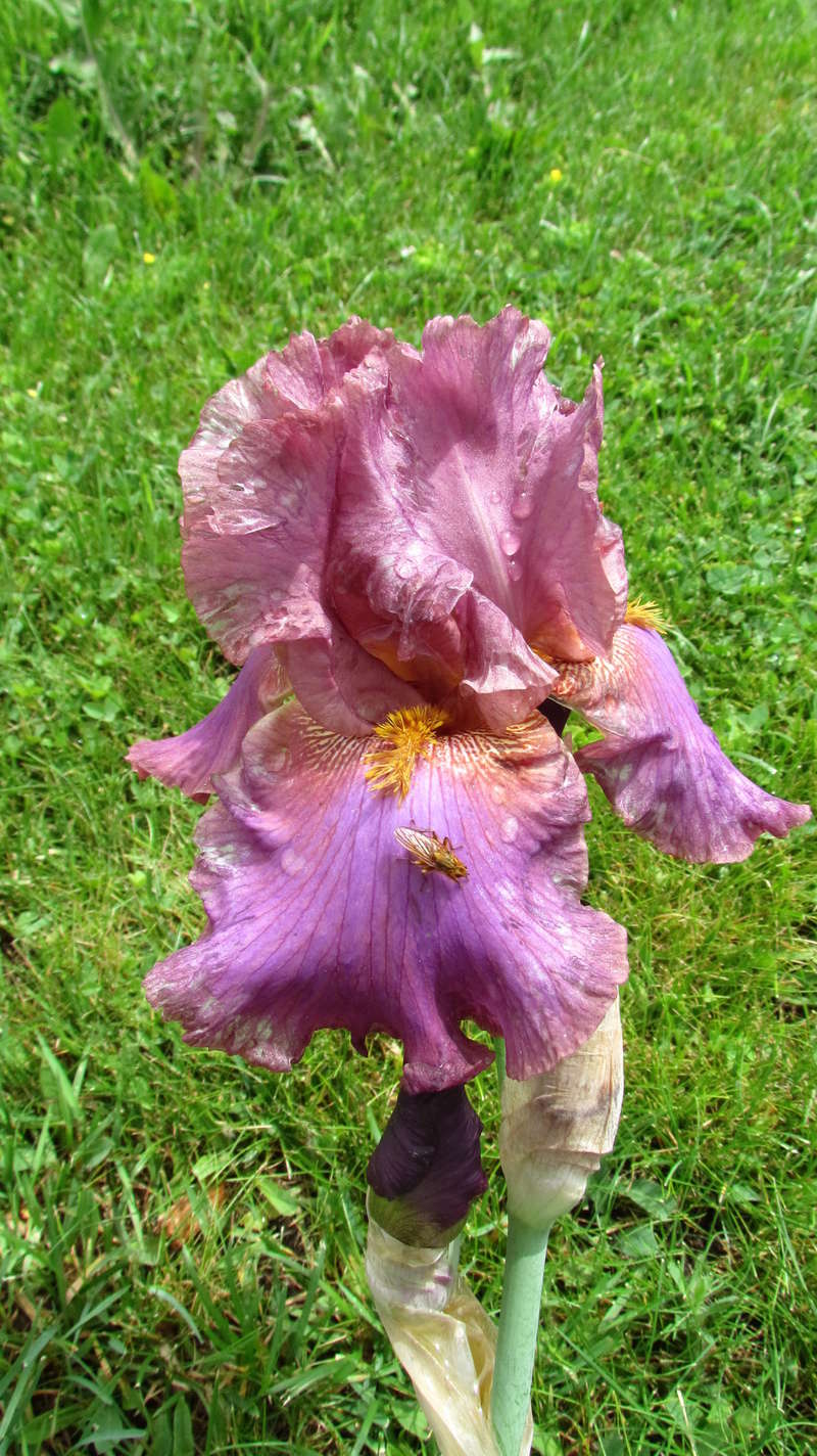 Iris d'Allemagne, Iris barbu Iris germanica Dance the Night Away