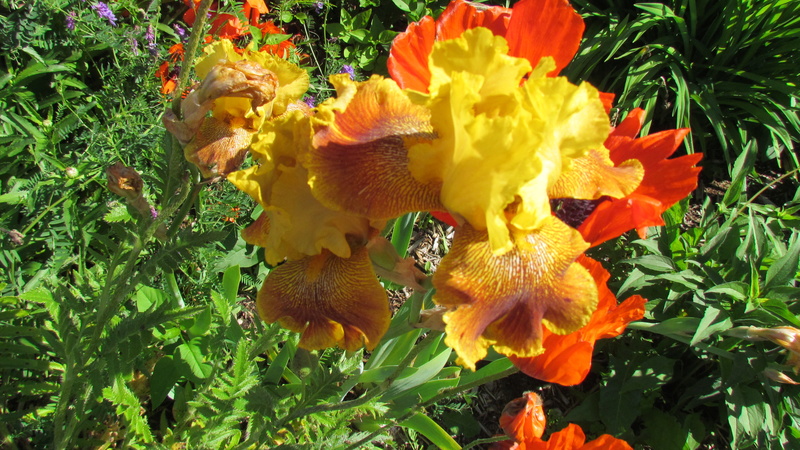 Iris d&rsquo;Allemagne, Iris barbu, Iris germanica 'Dream of Gold'